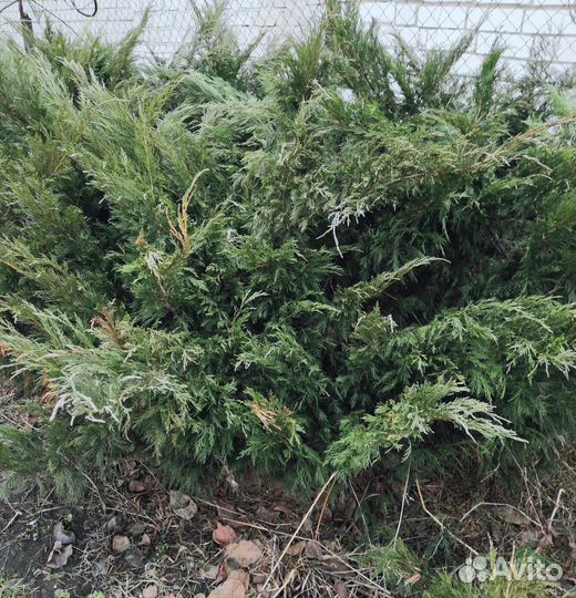 Саженцы можжевельника