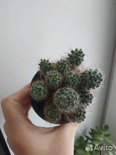 Комнатные растения, кактусы