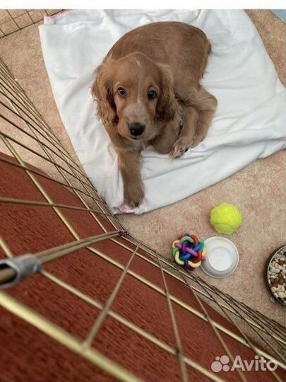 Вольер для щенков в квартиру