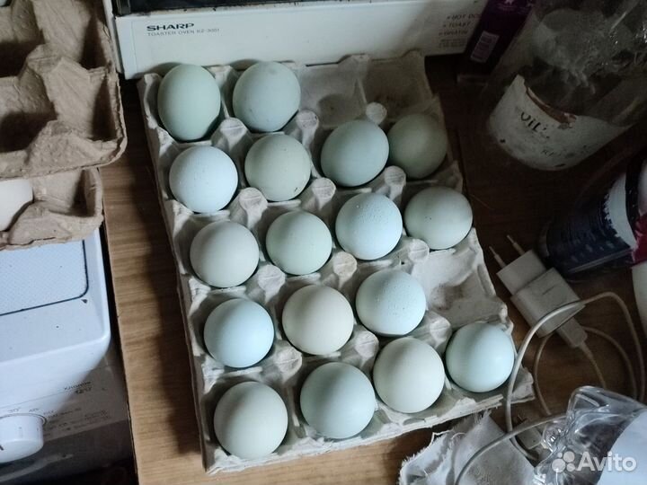 Цыплята,утята,ия