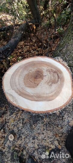 Спилы дерева вяз(карагач) дуб, акация