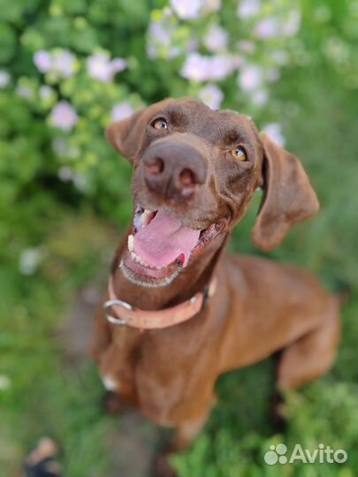 Курцхаар сука