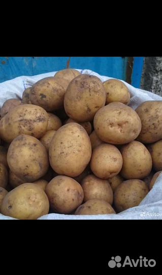 Продам картофель