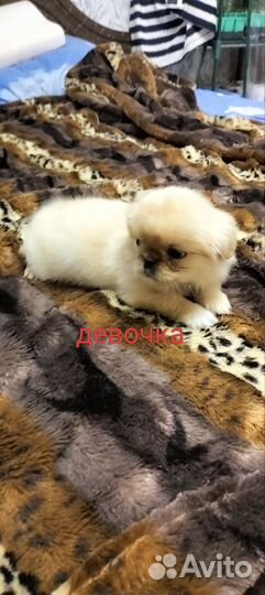 Щенки пекинеса