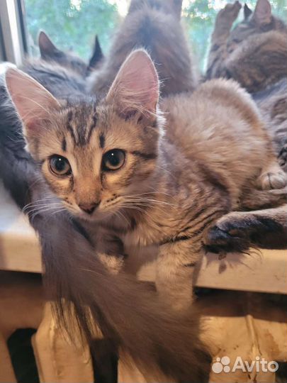 Котята Полосатик и. брат и сестричка. В добрые