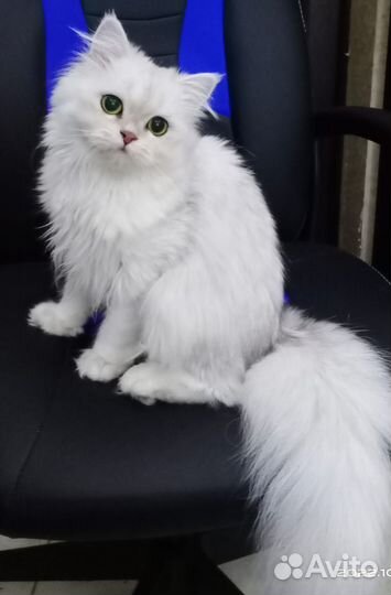 Шотландская кошка