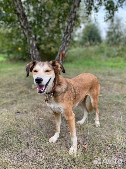 Маленькая собака выживает в приюте
