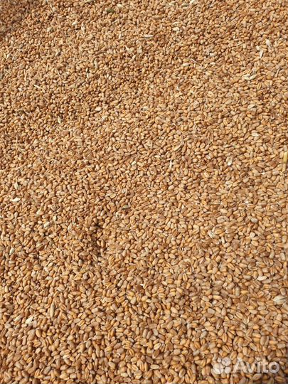 Пшеница Ячмень, овес