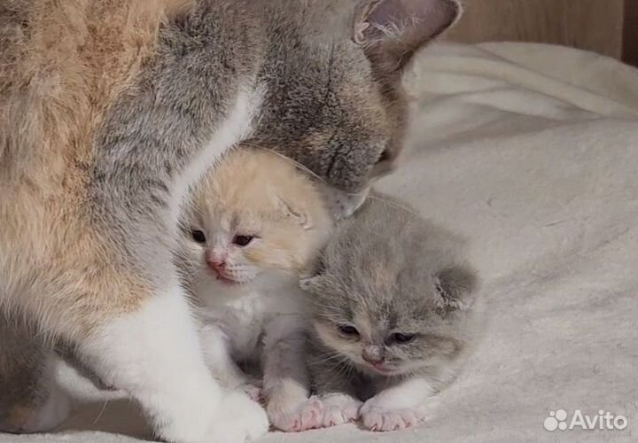 Британский кремово-белый пухляш