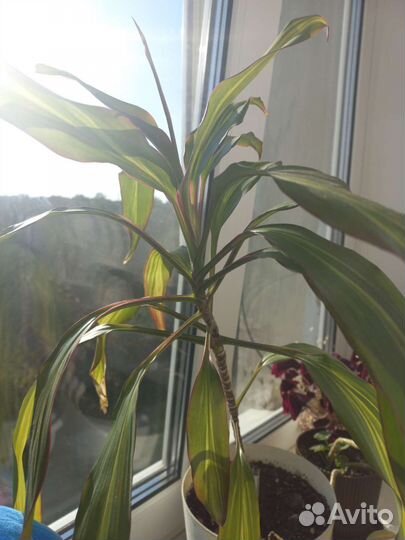 Комнатные домашние растения