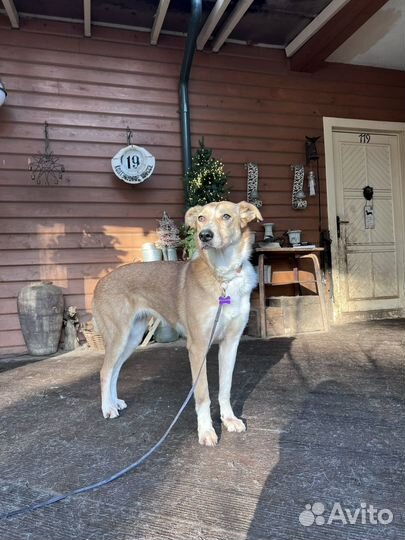 Собака девочка