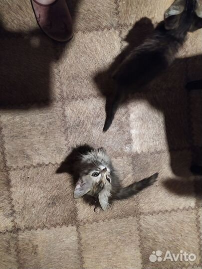 Кошки домашние