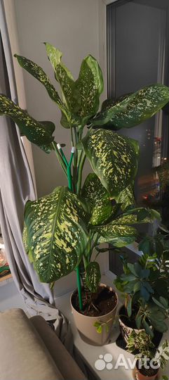 Диффенбахия