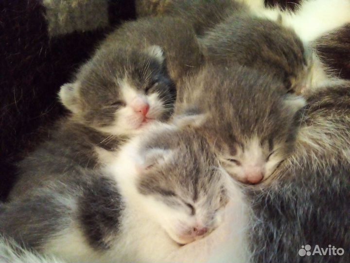 Котята в добрые руки
