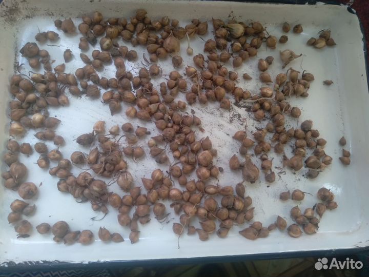 Кислица оксалис