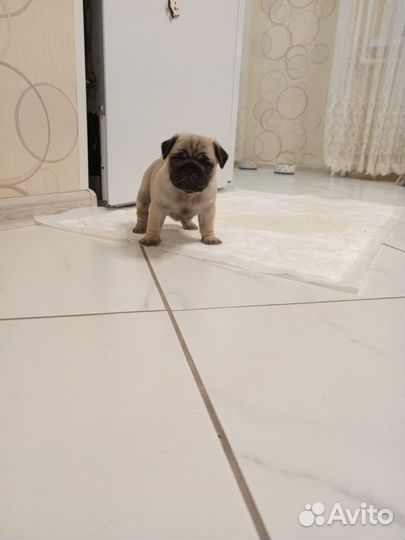 Щенки мопса