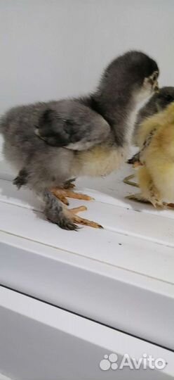 Цыплята помесь брама и кохинхины