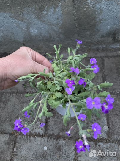 Почвопокровные растения