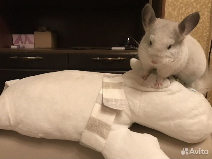Шиншилла мальчик