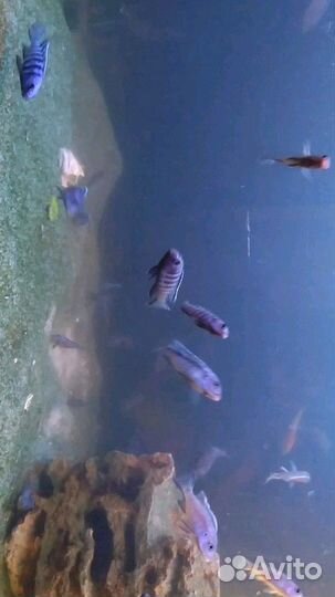 Аквариумные рыбки от 200 и растения от 150 (Анубиа