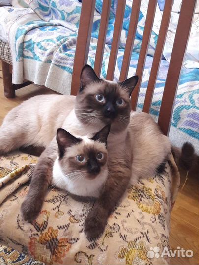 Вязка тайского кота