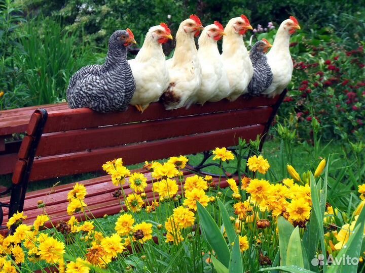 Куры-несушки-бройлер-утки-гуси