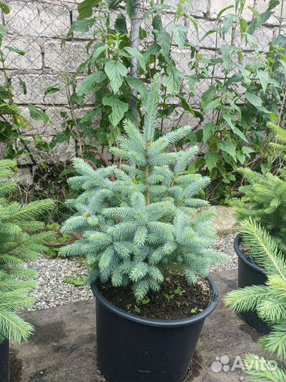 Саженцы ель