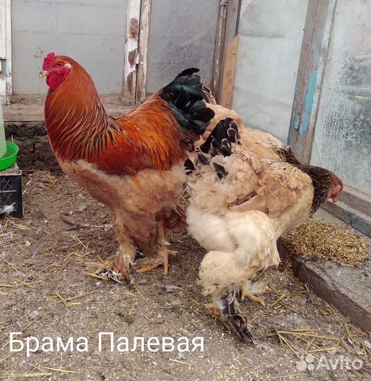 Цыплята Брамы