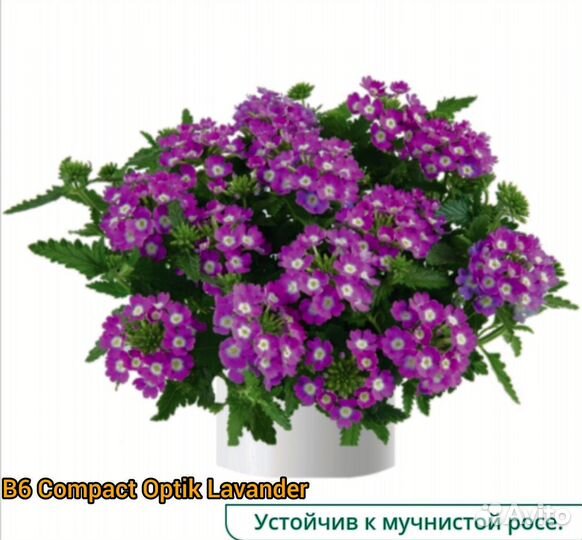 Вербена вегетативная компакт