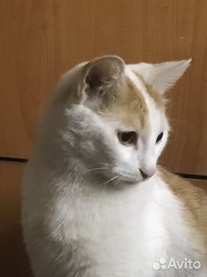 Котята бесплатно