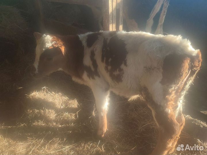 Бычки и быки