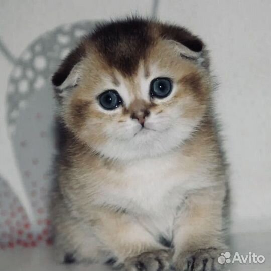 Шиншилла котята