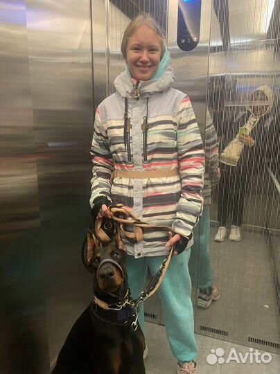 Передержка собак/кошек, зооняня, выгул