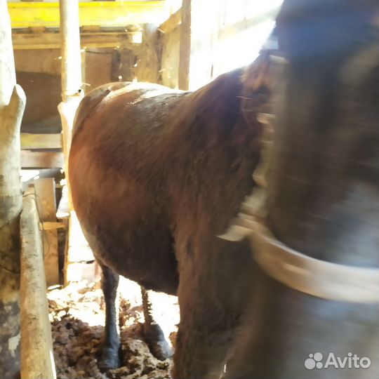 Продам лошадей