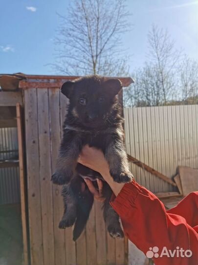 Щенки немецкой овчарки