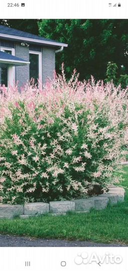 Ива хокура нишики