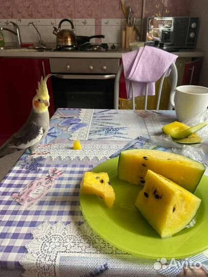 Пара корелл