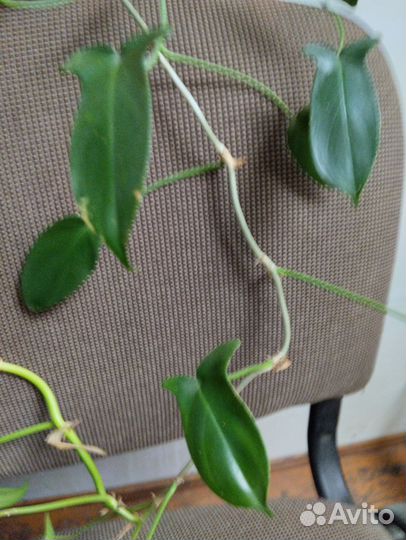 Филодендрон гитаровидный