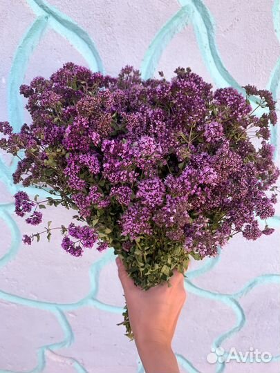 Душица матрешка