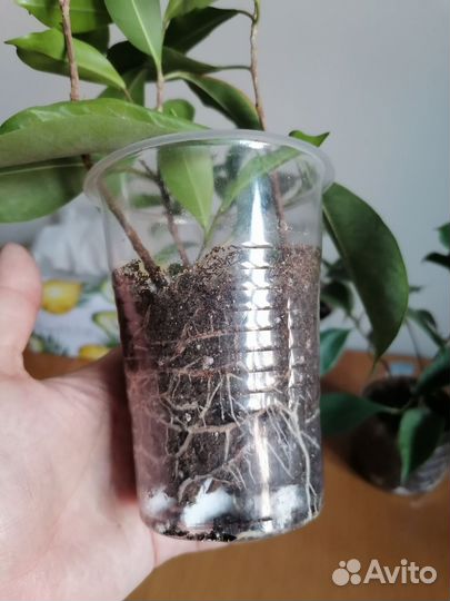 Фикус микрокарпа