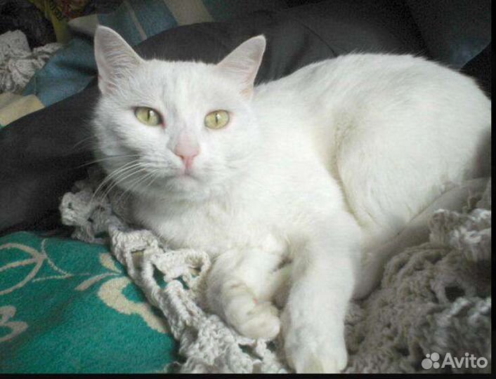 Кот в хорошие руки