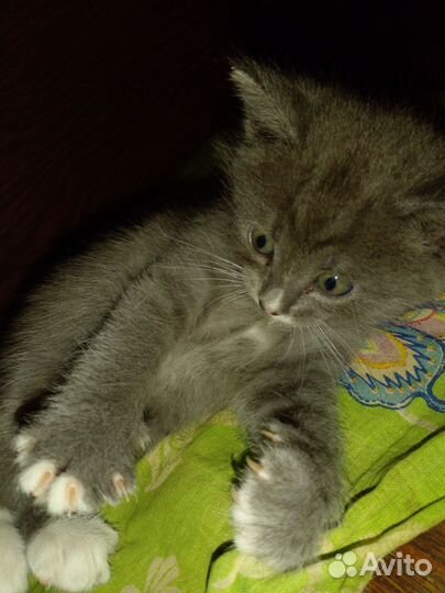 Кошка в дар