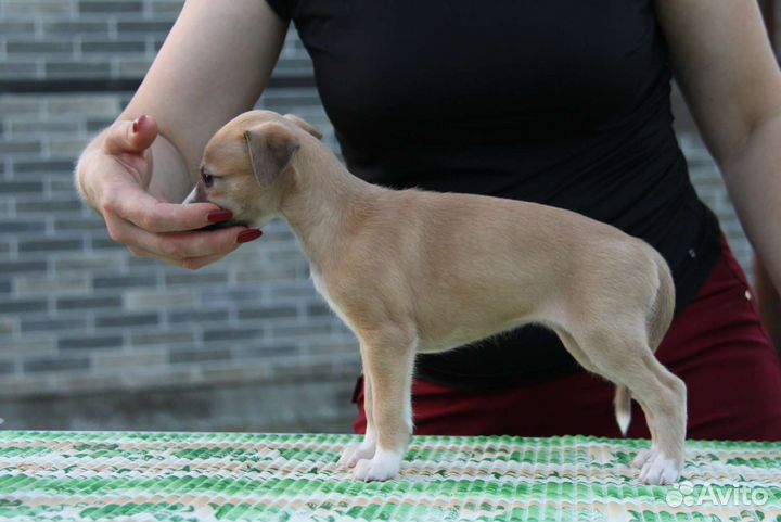 Уиппет щенки