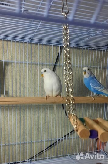 Попугай Корелла, птенцы ручные выкормыши