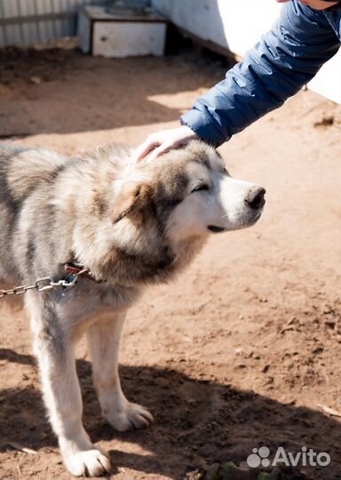 Отдам маламута