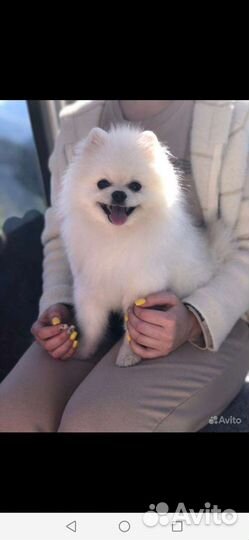 Померанский шпиц мини