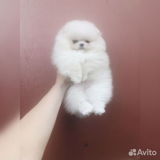 Щенки померанского шпица