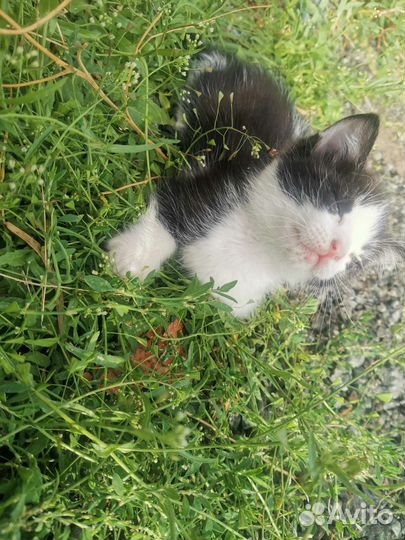 Котята в добрые руки бесплатно