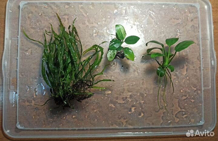 Аквариумные растения