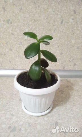 Толстянка крассула денежное